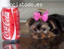 Dulce, valiente Yorkie cachorros.