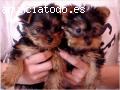 T taza Yorkie cachorros de pura raza