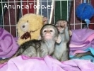Hermoso mono capuchino hembra disponible