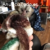 Hermosos monos tití dedo a la venta