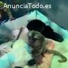 Monos bebés tití listos para un nuevo ho