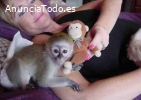 Preciosos monos capuchinos para adoració