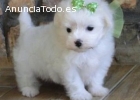 Regalo Cachorros Bichon Maltes