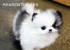 Regalo cachorros Pomerania para adopcion